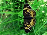 Silvery Checkerspot - Irishtown Park, NB, 2009-06-18 