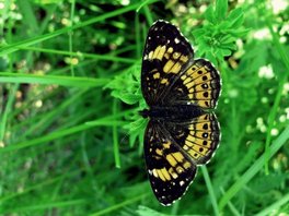 [Silvery Checkerspot image]