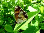 Silvery Checkerspot - McBriety Rd., NB, 2009-06-17 