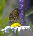 Harris's Checkerspot - Cape John Road, NS, 2009-07-05 