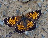 Harris's Checkerspot - Pockwock Road, NS, 2009-07-05