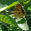 Northern Crescent - Roaches Pond Park, NS, 2008-07-17