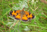 Northern Crescent - Mt. Uniacke, NS, 2002-07-06