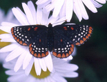 Baltimore Checkerspot - Gaspereau Valley, 2002-06-20