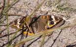 Common Buckeye - Brier Island, NS, 2012-09-17