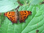Eastern Comma - Bell Forest, NB, 2008-09-08
