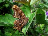 Eastern Comma - Fredericton, NB, 2010-07-27