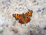 Green Comma - New Scotland Rd., NB, 2009-05-12