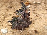 Green Comma - Lipsett Brook Rd., NB, 2009-07-28