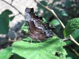 Hoary Comma - Tabusintac Hill, NB, 2009-08-04