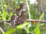 Hoary Comma - Little Escadelloc River, NB, 2010-08-02