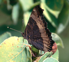 Milbert's Tortoiseshell - Kentville, NS, 2000-07-09