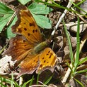 Gray Comma - Spryfield, NS, 2010-05-18