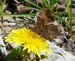 Gray Comma - Spryfield, NS, 2010-05-18