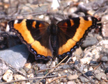 Milbert's Tortoiseshell - Kentville, NS, 2000-07-09