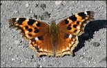 Compton Tortoiseshell - Atwood's Brook, 2003-08-26