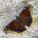 Mourning Cloak - Spryfield, 2012-08-06