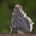 Mourning Cloak - Spryfield, NS, 2012-08-08