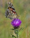 Painted Lady - Salt Marsh Trail, Bissett Rd. NS, 2012-07-03