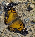 American Lady - Roaches Pond Park, NS, 2012-08-15