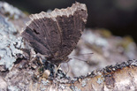 Mourning Cloak - Waverley, NS, 2001-04-21