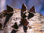 Mourning Cloak - Waverley, NS, 2001-04-21