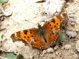 Hoary Comma - Moncton, NB, 2008-07-25