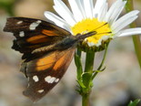 American Snout - Cape Chignecto PP, NS, 2012-07-01