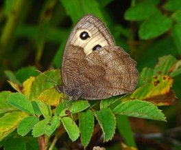 [Common Wood-Nymph image]