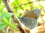 Common Ringlet - White Point, NS, 2009-08-15 