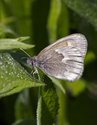 Common Ringlet - Pockwock Road, NS, 2011-07-02