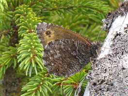 [Jutta Arctic image]