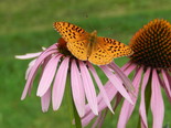 Aphrodite Fritillary - Apple River, NS, 2012-08-18