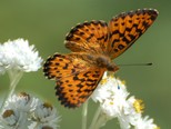 Arctic Fritillary - New Brunswick (square 19FN61), 2012-08-04