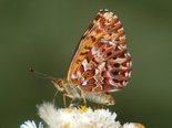 Arctic Fritillary - Mount Pierce, NB, 2012-08-05