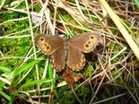 Balder's Arctic - New Scotland Bog, NB, 2010-06-04 