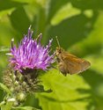 Tawny-edged Skipper - Pockwock Watershed Rd, NS, 2011-07-20