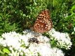 Great Spangled Fritillary - White Point, NS, 2009-08-15