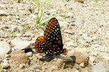 Baltimore Checkerspot - Babbitt's Meadow, NB, 2008-07-02