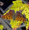 Question Mark - Pockwock Watershed Rd, NS, 2012-09-25