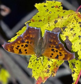 [Question Mark image]