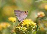 Gray Hairstreak - River Bourgeois, NS, 2012-08-26