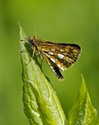 Arctic Skipper - Lansdowne, NS, 2011-07-05
