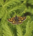 Arctic Skipper - Spryfield, NS, 2011-06-24