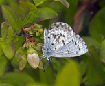 Northern Spring Azure - Pockwock Road, NS, 2011-05-27