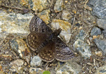 Dreamy Duskywing - Spryfield, NS, 2011-06-10