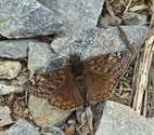 Juvenal's Duskywing - Spryfield, NS, 2010-05-26