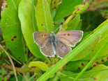 Bog Copper - Duncan's Cove, NS, 2009-07-19