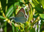 Bog Copper - Pockwock Road, NS, 2008-07-12