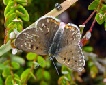 Bog Copper - Fancy Lake, NS, 2009-07-31